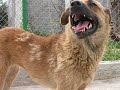 OIPA for Romania (2001-2006) Manele-Gratis.net