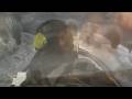 videos de Tom Clancys Hawx - Trailer Nuevo Xblog360.es