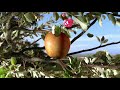Notre nouveau spot publicitaire - Pink Lady®