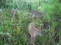 Fawn Release 2008 Clip 4 - Walking to the woods- Paws, Inc Fawn Release 2008 Clip 4 - Walking to the woods- Paws, Inc