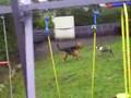 Bloodhound video
