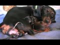 Dachshund - 3rd Puppy Birth