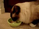 Murphy, a 3-year old Ragdoll, eating Fancy Feast Cat Food