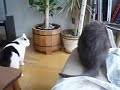 Q13 Cat eat cat