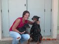 SERPENTI E CANI