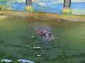 Hippo projectile pooping