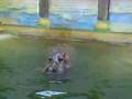 Hippo projectile pooping