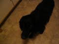 my dog, indigo my dog, indigo