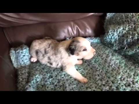 Blue Merle Male Aussie Ever