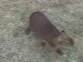 Caplin Rous Playing with Carl Caplin Rous Playing with Carl
