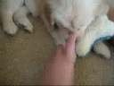My Golden Retreiver Puppy