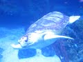 Attack of the Giant Sea Turtle!