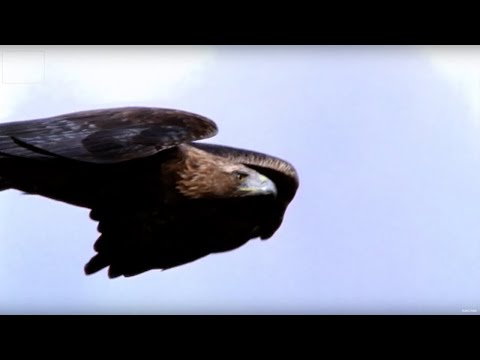 golden eagle