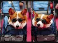 LADY GAGA NEW SONG FaSHiOn with doggy fashion pics