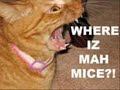fricken-hilarious-catsplease-comment.html