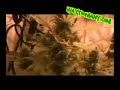 Marijuana Plants Marijuana Plants
