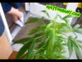 Marijuana Plants