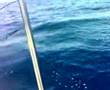 pesca del tonno a cetraro (1/9)