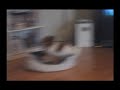 Good Dog