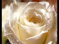 je chante a capella une des plus belles chanson de disney. 
chanson qui pla�t beaucoup � mon amour et qui surtout le berce.

les paroles (the lyrics) :

ma maison, sous le chaume
ma maison, mon royaume

dans les bois chasse mon p�re
chez nous maman cuit le pain
moi je vais � la rivi�re
en chantant ce doux refrain
ce refrain, ce refrain ...
je m'en vais � la rivi�re
en chantant ce doux refrain

un jour mon mari pour me plaire
me fera une maison
et notre fille � la rivi�re
reprendra cette chanson

hum hum hum
hum hum hum

et moi comme le fait ma m�re
je serai dans ma maison
