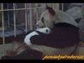 Panda Mei Mei and twin babies 梅梅と愛浜、明浜