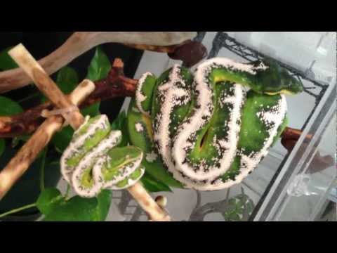 YouTube reptile video
