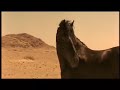 community, and he has a hard time getting along, but an orphaned boy who works at a stable takes a liking to the little horse and looks after him. When war breaks out, the stable is abandoned and the pony escapes into a nearby desert, where an Oryx antelope and a native girl become his companions and teach him how to survive on his own. Movie Written by: Jean-Jacques Annaud and Jeanne Rosenberg. ... Running Free Horses Part Jean-Jacques Annaud 1998 Lucky Richard Arabian Skeletion Coast Africa ...