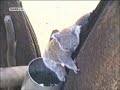 Funny Cats n dogs homevideos bloopers