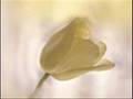 CANSEVER ALLER ALDI SILAYT G�STERISI