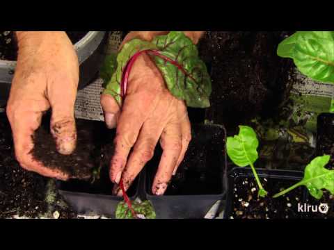 how to transplant swiss chard seedlings