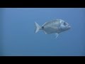 www.ibiza-diving.com