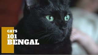 Bombay Cats 101 - Cat Breed And Personality