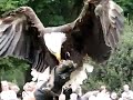 Witkopzeearend vliegt aan. Witkopzeearend vliegt aan.