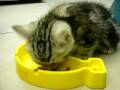 a kitten eating
