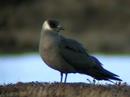 Arctic Skua - Stercorarius parasiticus
