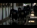 A Day in the Life of a Zen Monk - EmptyMind Films