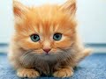 Very Cute Kittens :Kawaii 4
