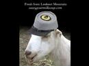 Ruby the Sassy Goat Ruby the Sassy Goat