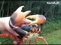 Краб