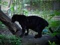 *Black PANTHERS...