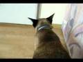 Screaming Siamese Cat