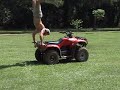 honda atv handstand honda atv handstand