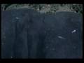 Life  of goblin shark  CG  ゴブリンシャークの生態ＣＧ
