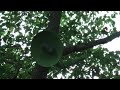 Supplemental Shrubbery Sound Source