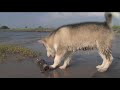 Alaskan Malamute Nukka and Freya playing down the river