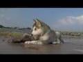 Alaskan Malamute Nukka and Freya playing down the river