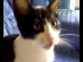 Mi gato: SOCRATES