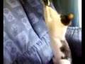 videos de Mi gato: SOCRATES