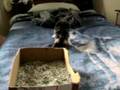 Mittens the Kitten