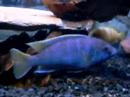Demasoni Pombo Rock - Fight or love?